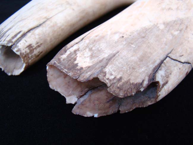 Possibly the Largest and Finest Pair of Antique Whale's Teeth on the market today !! — image 4